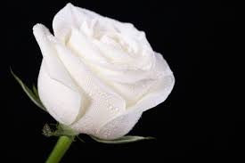 White Rose